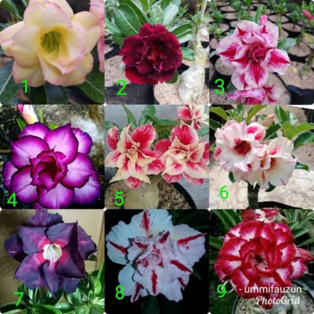 Bibit bunga Kamboja Jepang tumpuk