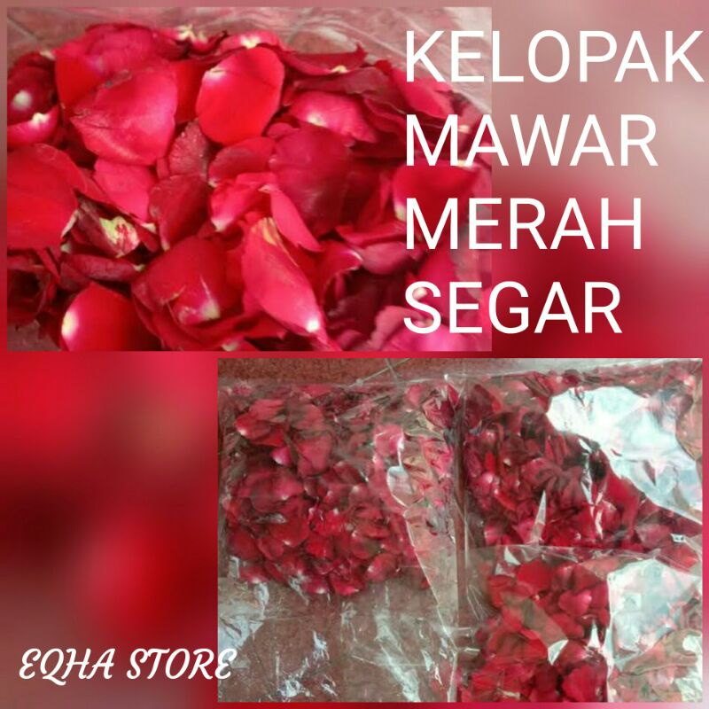 Kelopak Bunga Mawar Asli Segar Kelopak Mawar Merah red rose petals