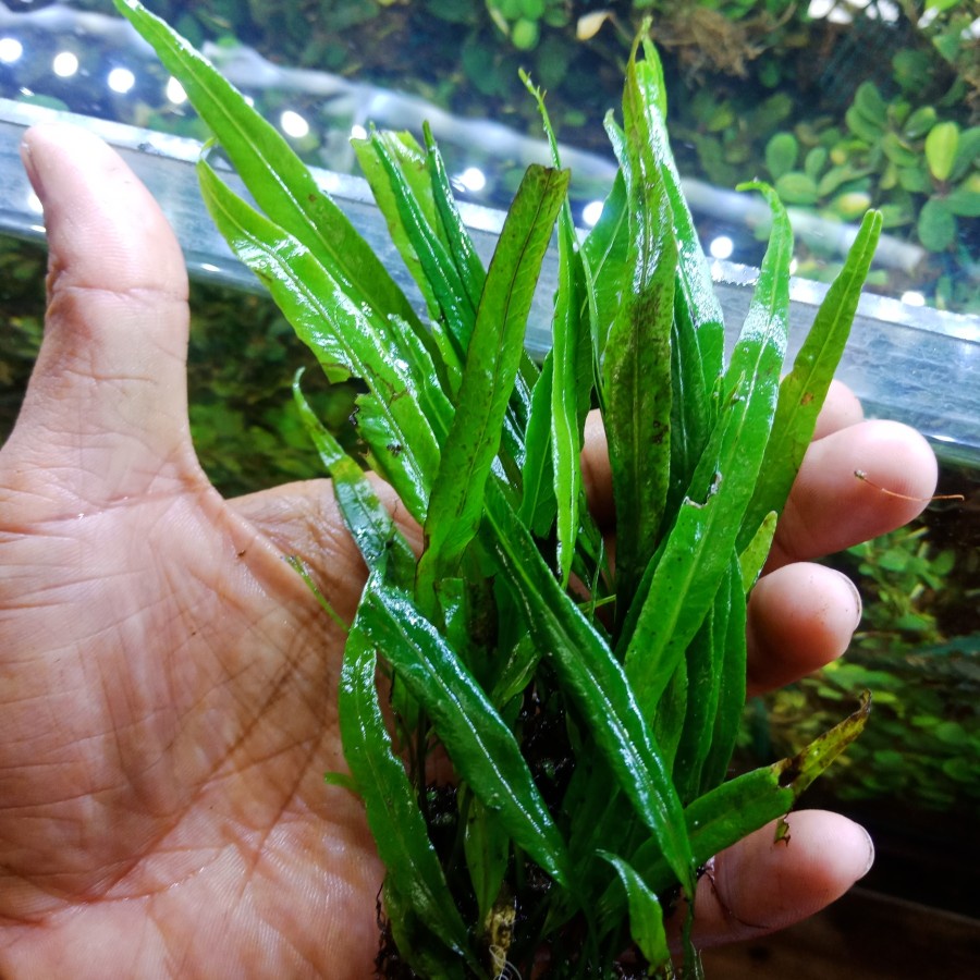 KADAKA PECUT AKA KADAKA NEEDLE LOKAL AQUASCAPE