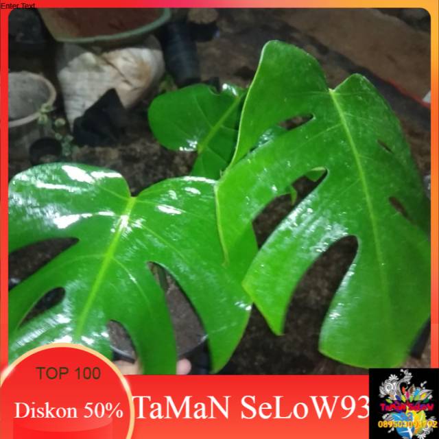 Tanaman hias monstera king daun 3-5 sudah pecah daun