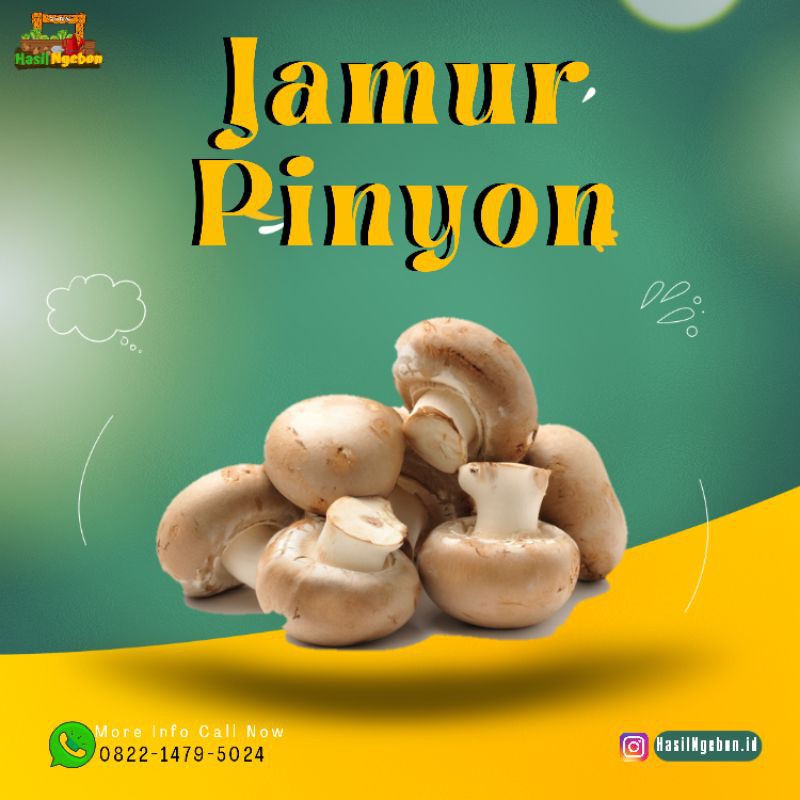 

JAMUR CHAMPION / JAMUR KUPING 250GR