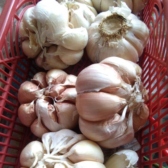 

Bawang putih kualitas bagus harga murah 1/4 kg