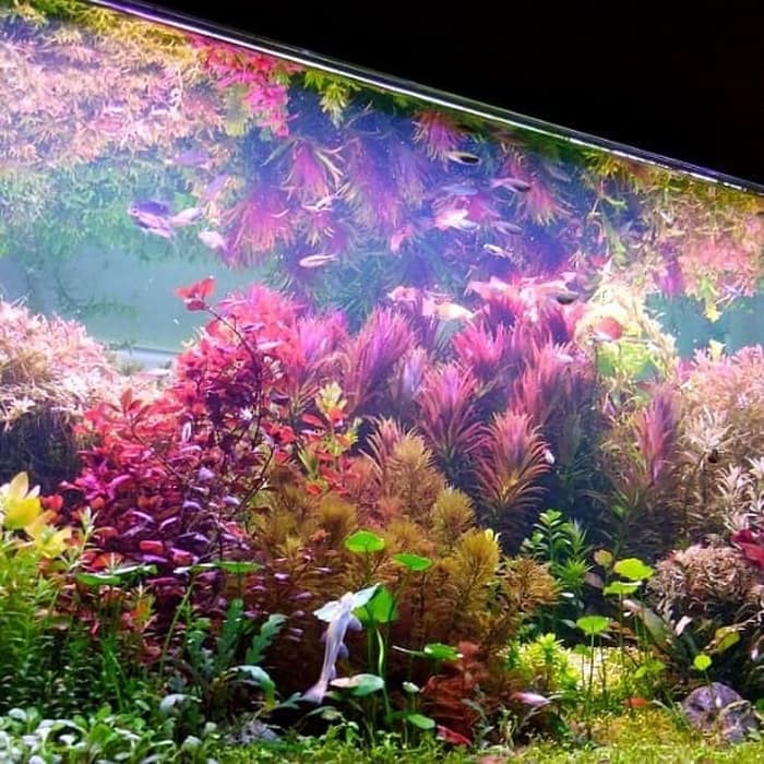 Aquarium Aquascape Full Set Design Ducth Style