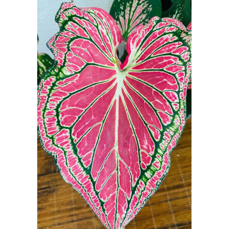 caladium thai beauty , keladi wayang , caladium wayang , keladi pink , keladi hias , keladi batik