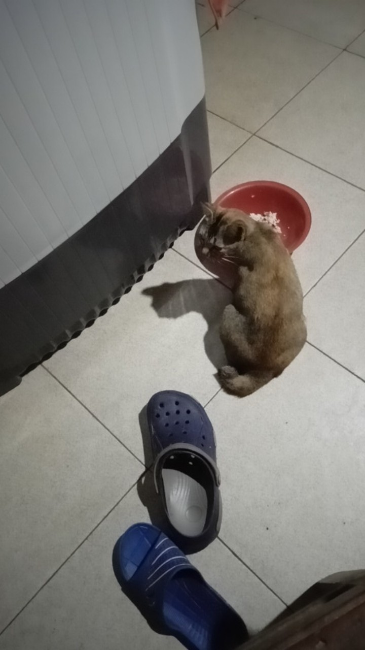 Maginot Kemeja Batik Pria Yasa-ss Lengan Pendek