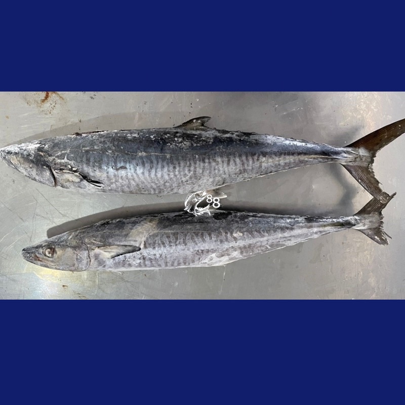

Ikan Tenggiri Utuh Kualitas Ekspor Frozen (Beku) - Gratis Bersihin dan Potong