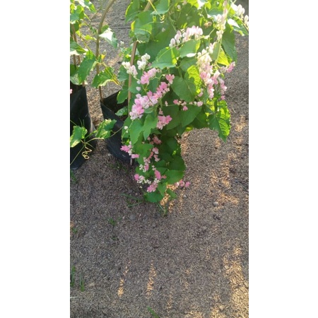 cod bibit  tanaman AMP pink