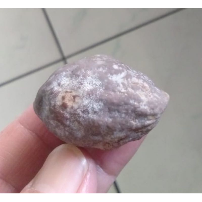 Kemiri Adu Muncang Adu Jayanti Anak Si Pait Full Tua