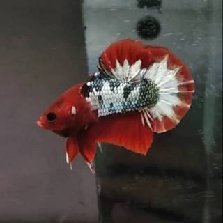 Ikan Cupang Fccp Ws Sold Shopee Indonesia