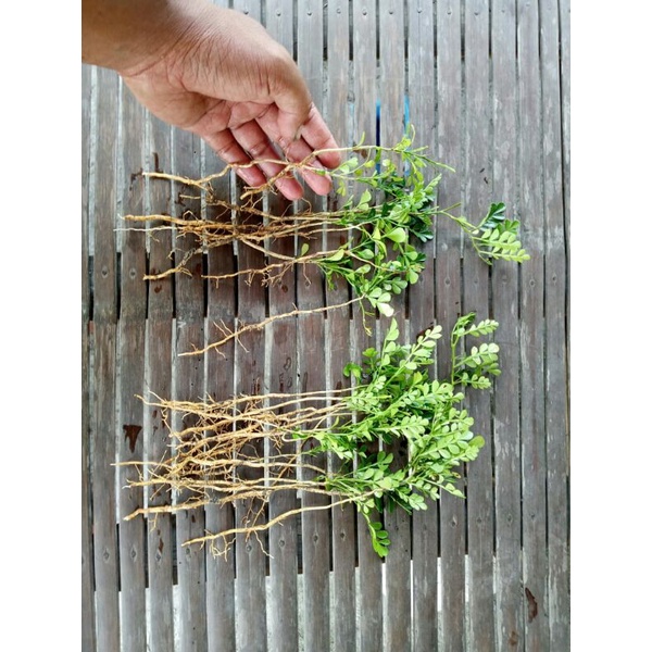 bibit bonsai kawista batu bibit kawis batu