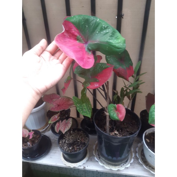 keladi baret merah dewasa