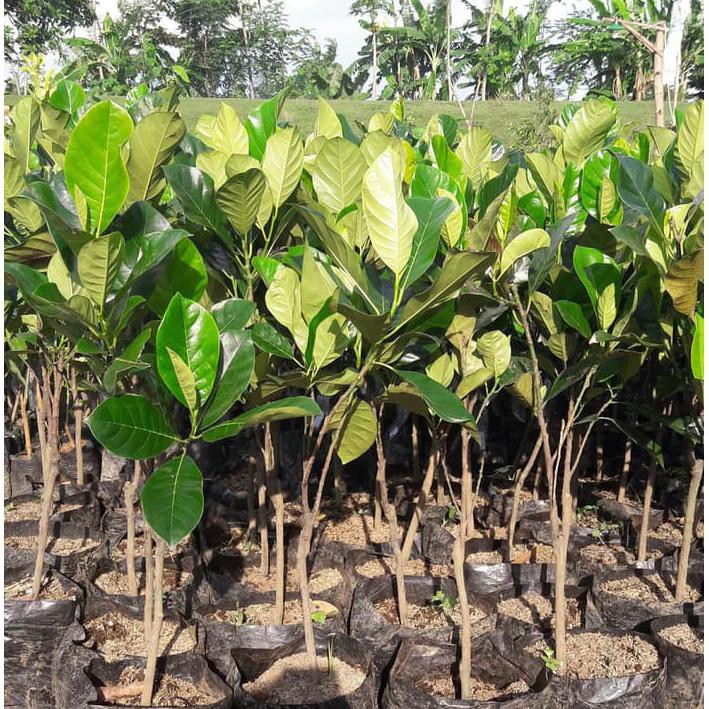 Bibit Buah Cempedak Merah King #_*