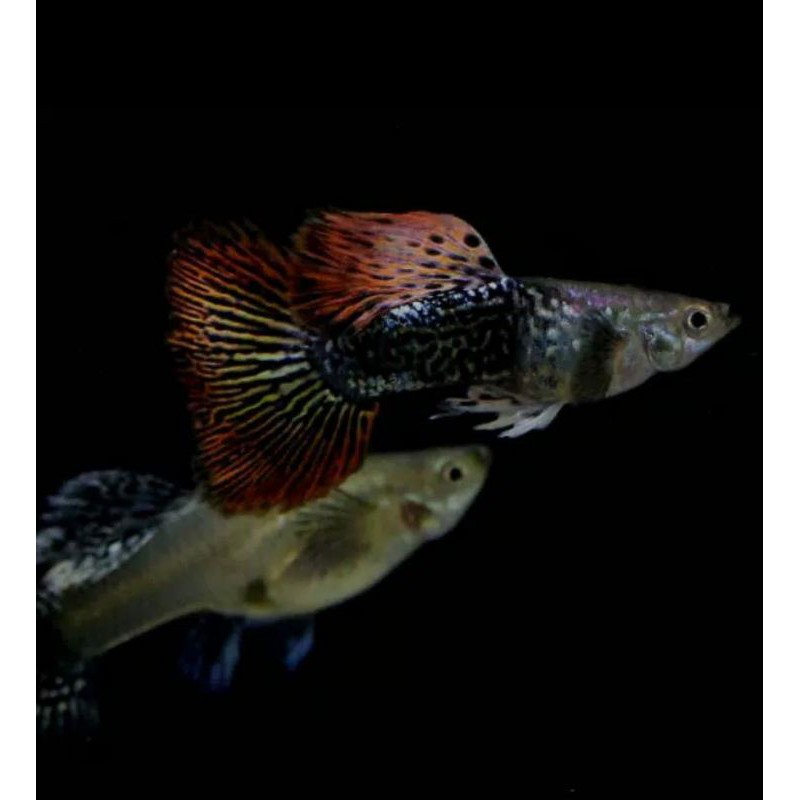 

Ikan guppy platinum dragon