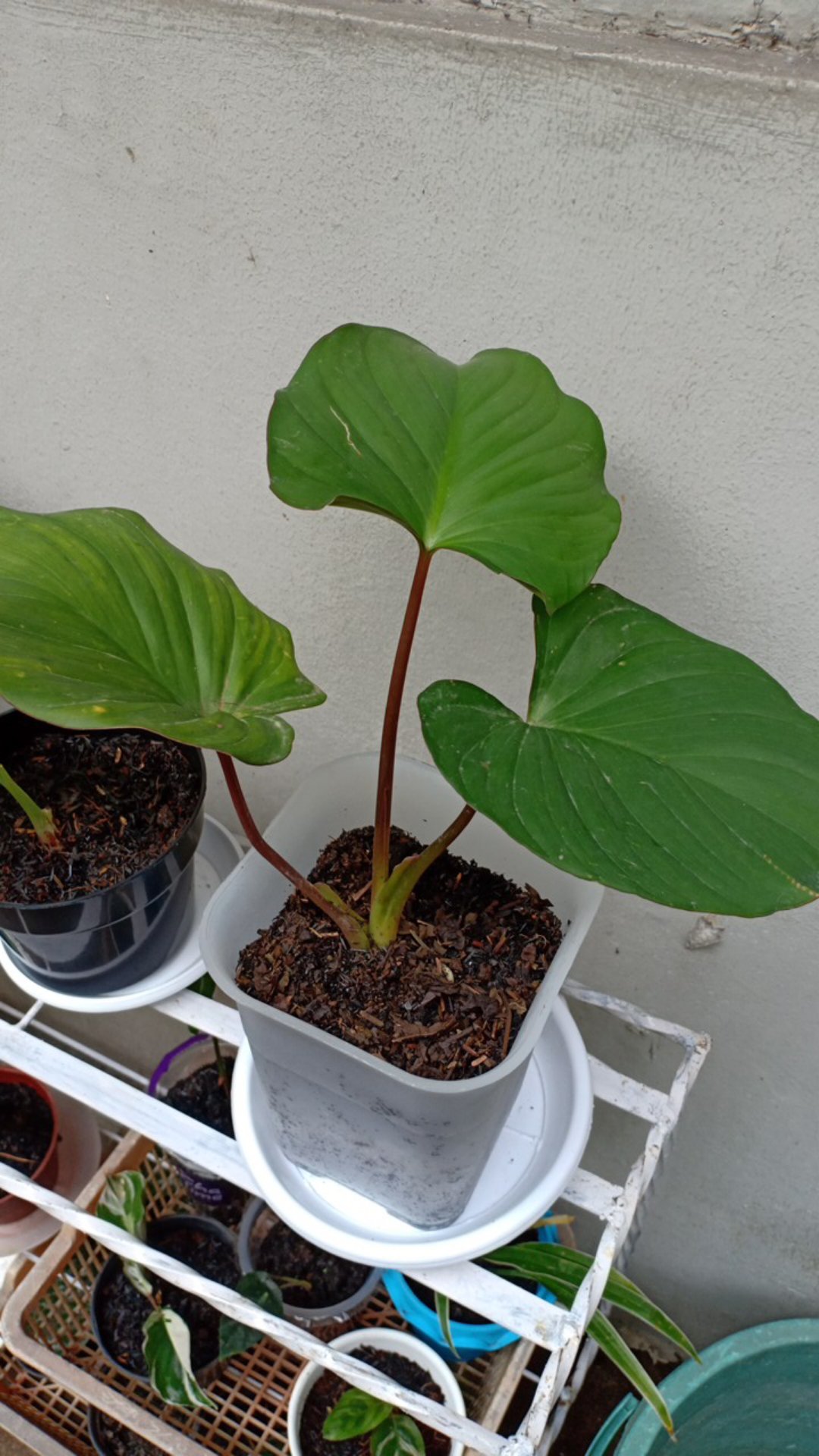 Tanaman Hias Alocasia Homalomena Rubescens