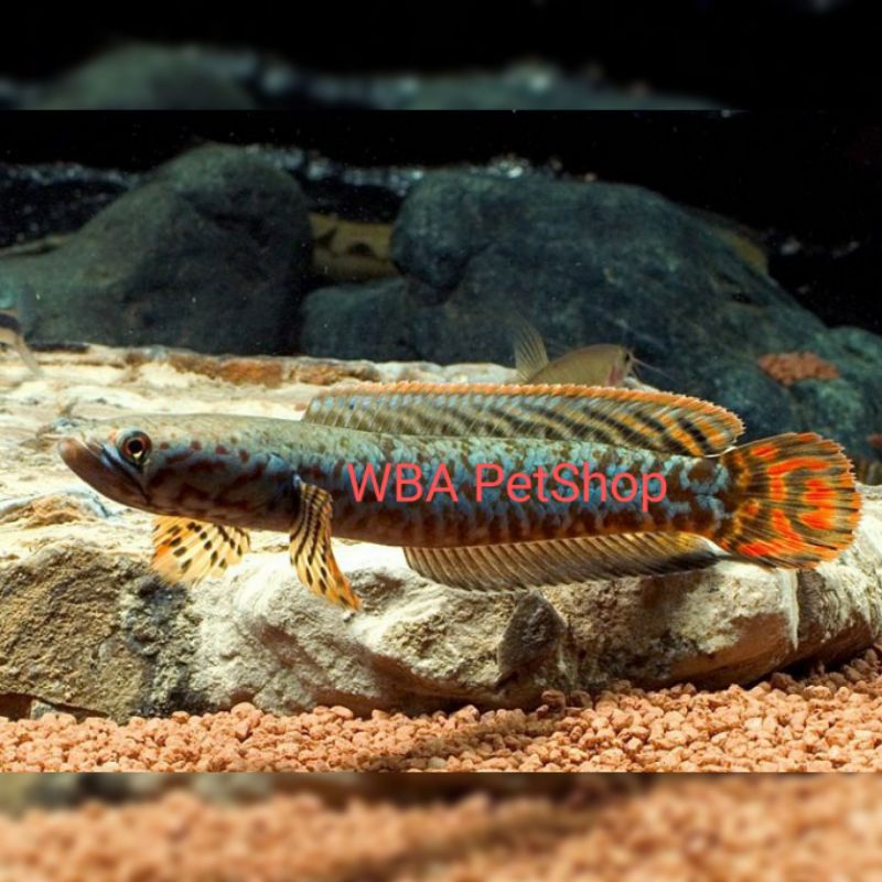 Ikan Channa Bleheri / Rainbow Snakehead 10-12cm