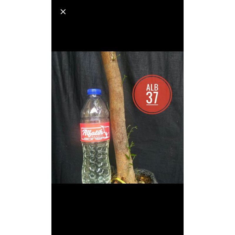 Bahan Bonsai Jeruk Kingkit Dongkelan Big