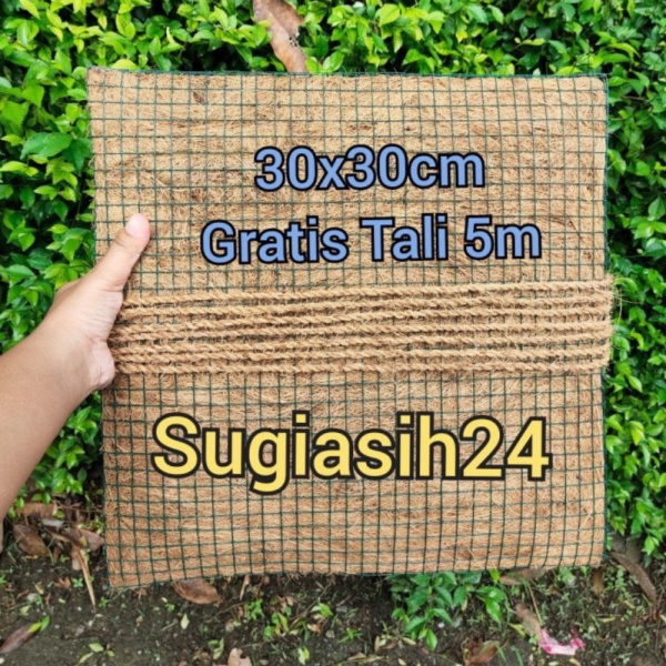 MEDIA TANAM TEMPEL PLATYCERIUM ANGGREK BULAN