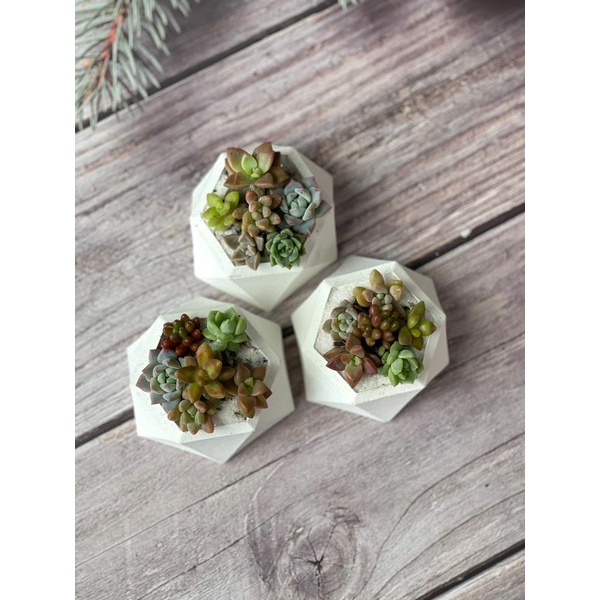 Baby Kaktus Sukulen 4Ribu 6pcs