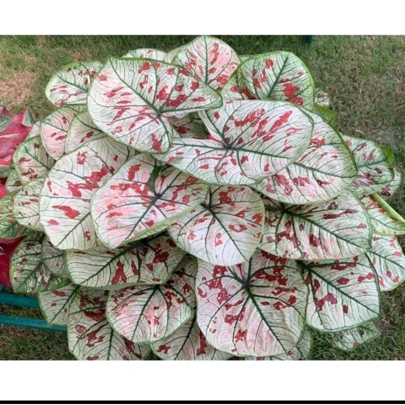 Umbi caladium Guava keladi hias