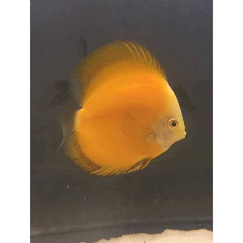 discus golden yellow