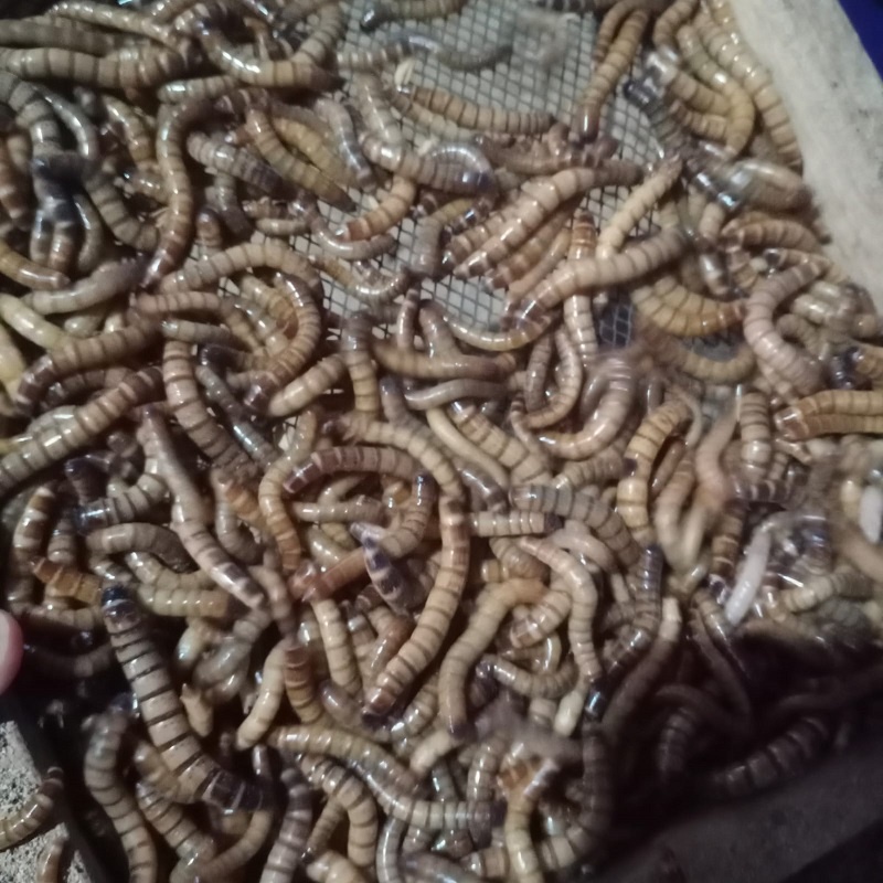 ULAT JERMAN 50GR - PAKAN IKAN (KHUSUS GOJEK)