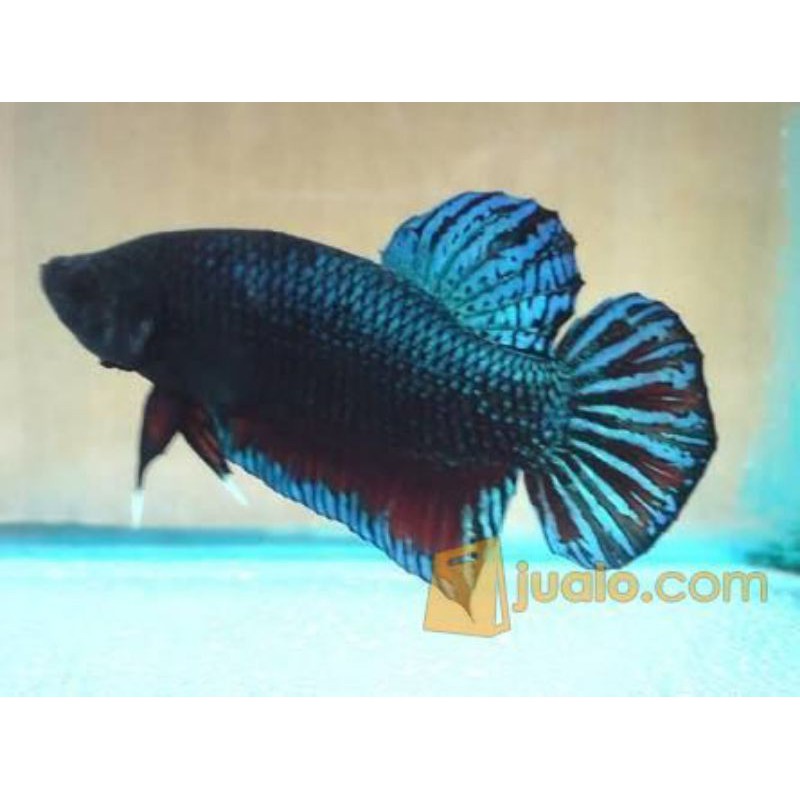 ikan cupang Katong/Bagan Medan/aduan