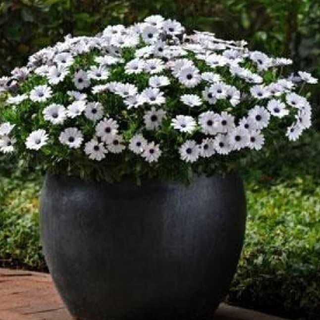 Bibit Benih Biji Osteospermum African Daisy White Bunga Daisy Putih Cantik - Bibit Bunga Daisy - COD