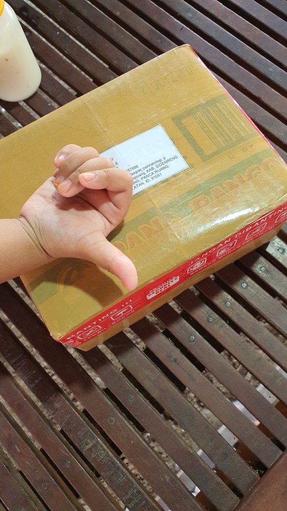 Tanaman Kaktus Hias Cactus Golden Barrel Barel