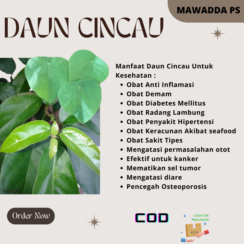 

Daun Herbal Cincau Segar Langsung Petik Dari Pohon