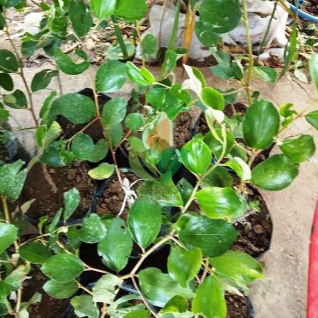 Bibit Tanaman Buah Apel Putsa/Pohon Buah Apel Putsa Siap Berbuah/Apel india