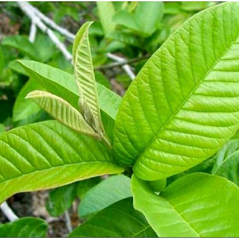 

Daun jambu biji fres 250 grm