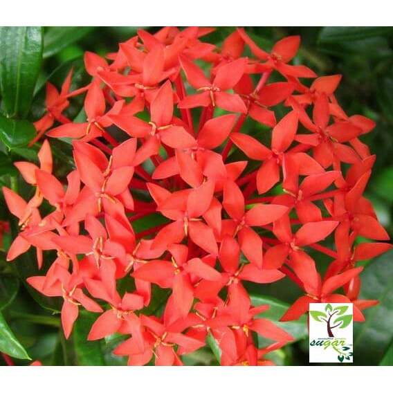 dwarf red ixora / ixora williamsii red
