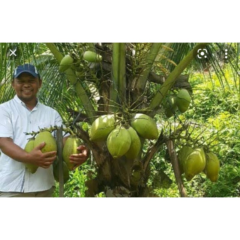 

kelapa kopyor unggulan