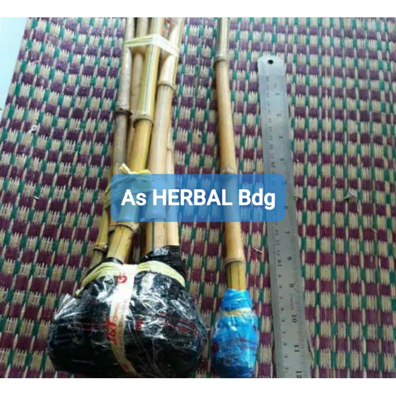 Jual Bibit bambu kuning mini asli-az