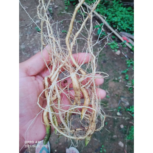 

akar sidagori segar 200 gram