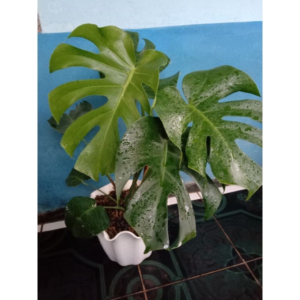 Monstera Deliciosa King Monstera King