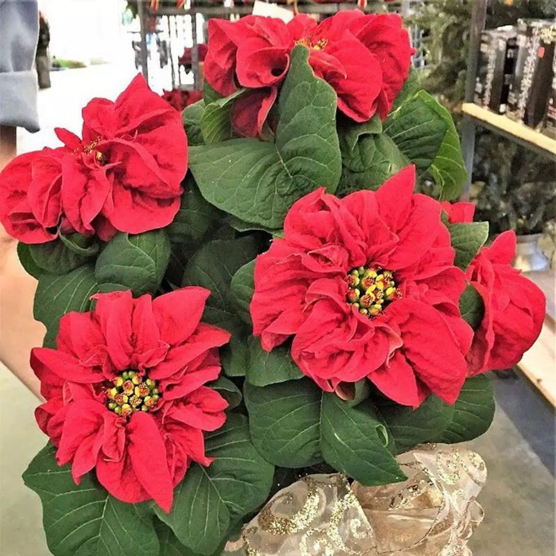 TANAMAN HIAS KASTUBA MAWAR