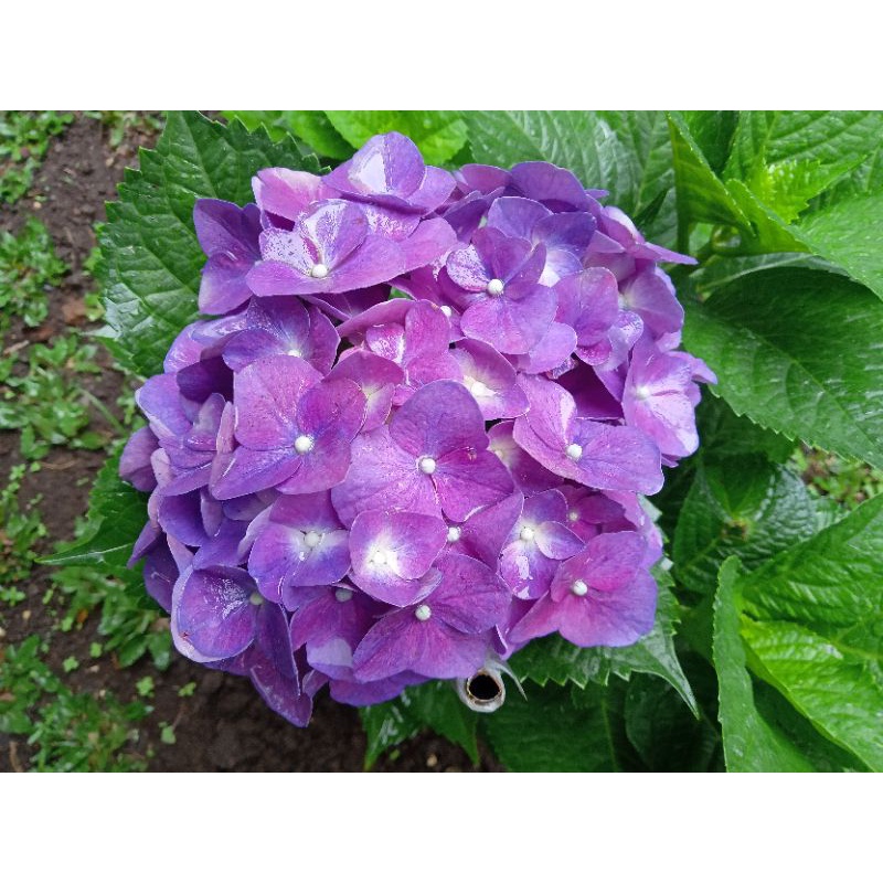 Bunga Hortensia Pancawarna