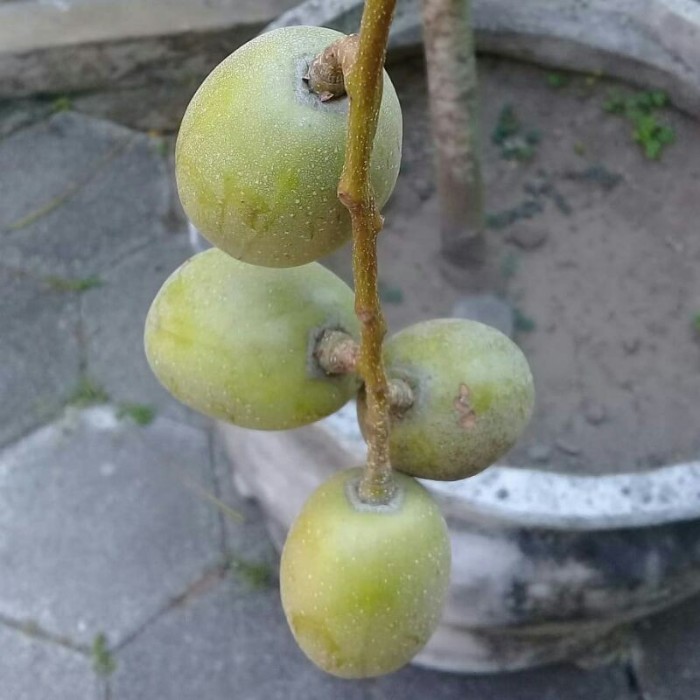 BIBIT KEDONDONG JUMBO SUPER GENJAH