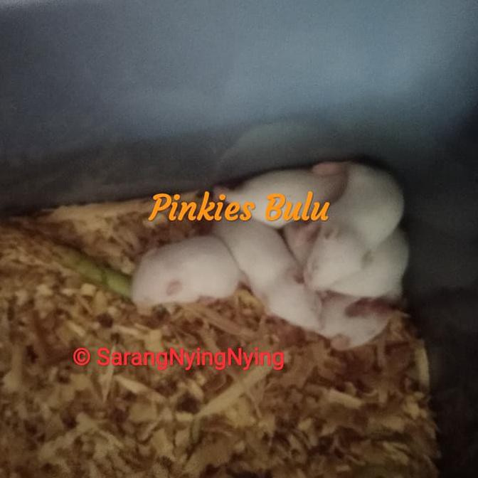 Tikus Mencit Tikus Putih Size Pinkies Bulu Baby Shopee Indonesia