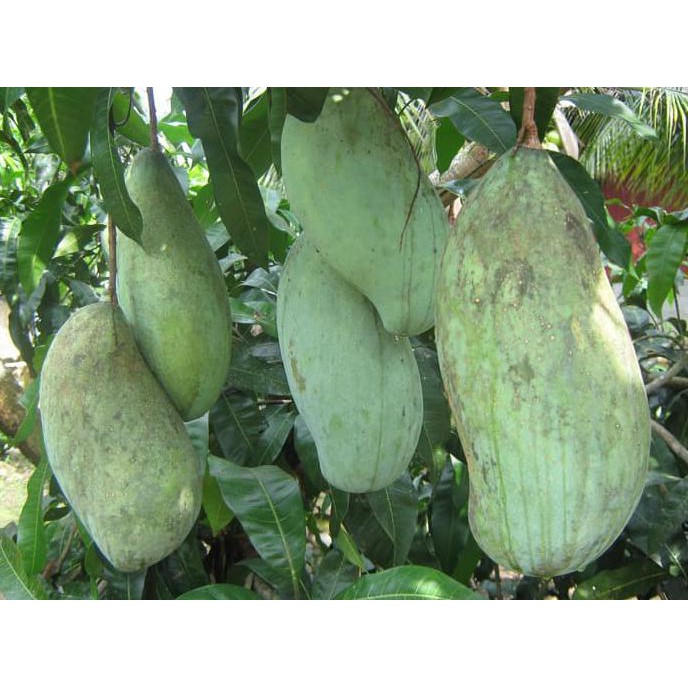 m@1l Bibit Buah Mangga Mahatir i5b