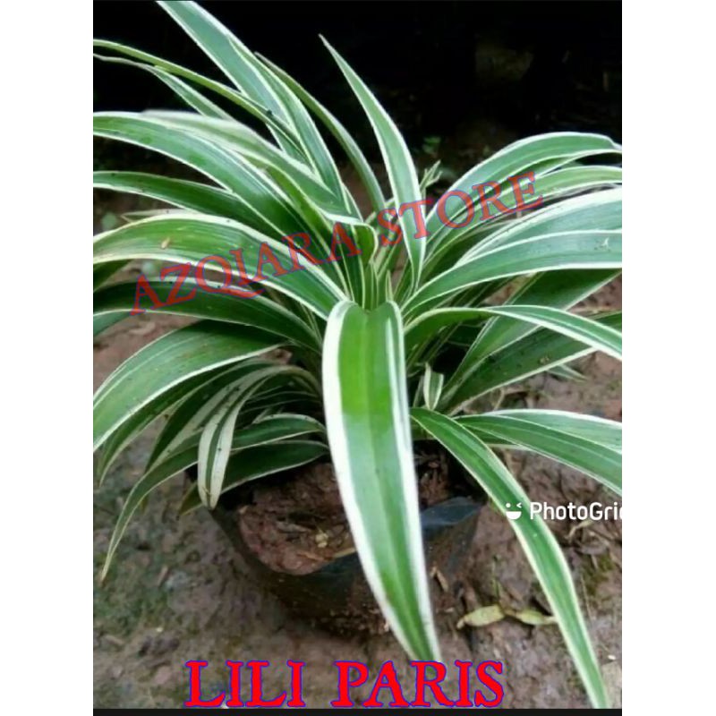 tanaman hias lili paris umbi / lili paris umbi - tanaman bunga lili paris