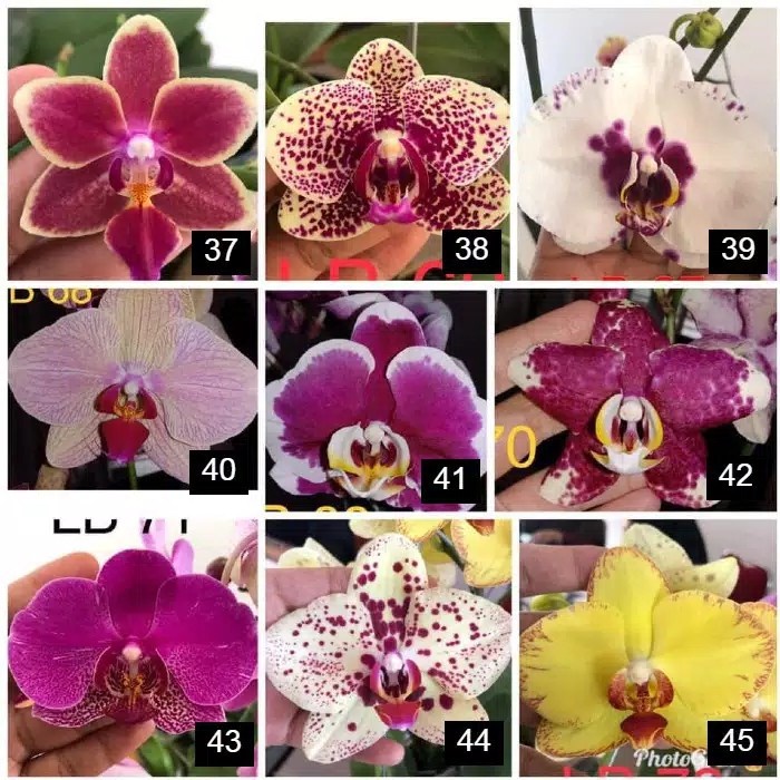 anggrek bulan dewasa jumbo