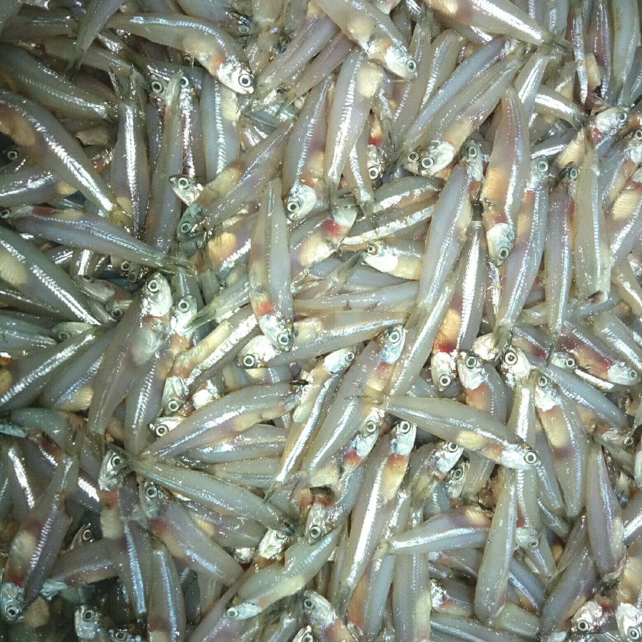 

Teri Fresh - 250 gram