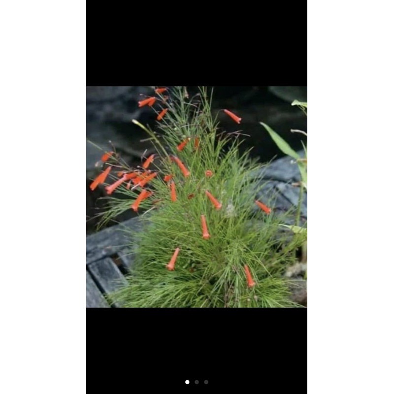 Tanaman Hias Gantung Bunga Air Mancur