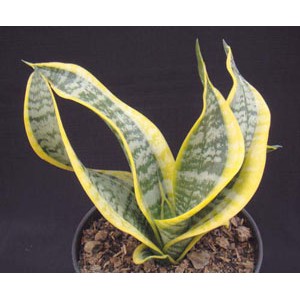 Tanaman Sanseivera Twister