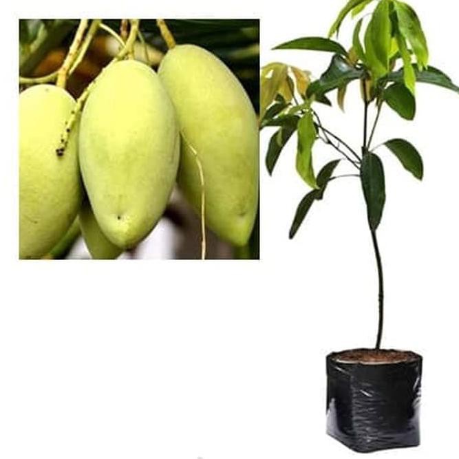 ₣egp₣* Bibit Mangga Okyong Pohon Mangga Bibit Buah Mangga Okyong ..,,