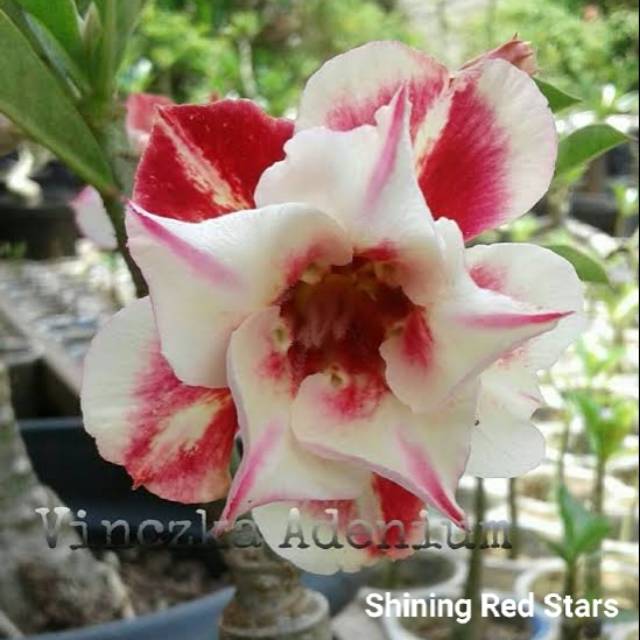 Bibit Bunga Kamboja Adenium Shining Redstars - Tanaman Hias