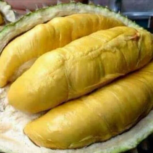 BIBIT DURIAN MONTONG (BISA COD)