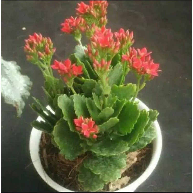 tanaman hias cocor bebek / bunga cocor bebek